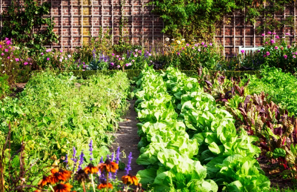 Organic Gardening for a Healthier You