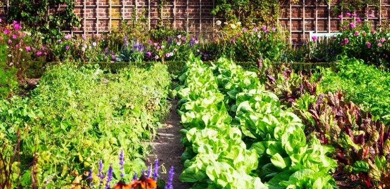 Organic Gardening for a Healthier You